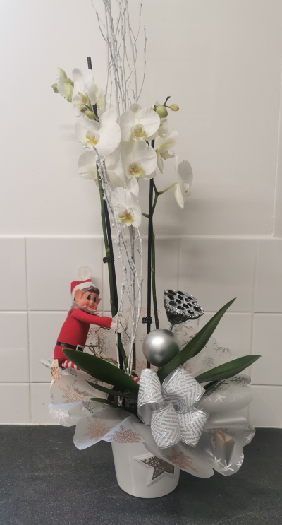 Snowy orchid - A beautiful white orchid gift wrapped in a pot. Elf not included!