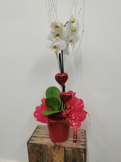 Love ❤️ Orchid - A beautiful orchid gift wrapped and a pot with love hearts