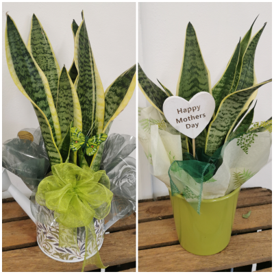 Mother in law tongue plant - Gift wrapped in a watering can pot or ceramic plant pot. Please state which one you would prefer