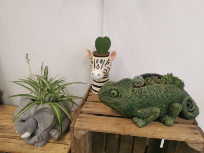 Safari animal planters - Chose from a zebra a elephant or chameleon for something abit different. Plants included.